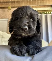 Cider, a male Bernedoodle for sale in Juliette, GA – 6 of 10