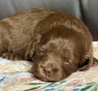 Bentley, a female Cockapoo for sale in Juliette, GA – 4 of 9