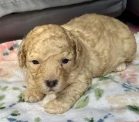 Stella, a female Cockapoo for sale in Juliette, GA – 9 of 9