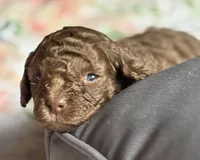 Maserati (Mazzy), a female Cockapoo for sale in Juliette, GA – 4 of 7