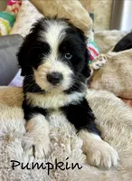 Pumpkin, a male Bernedoodle for sale in Juliette, GA – 7 of 10