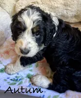 Autumn, a female Bernedoodle for sale in Juliette, GA – 2 of 9