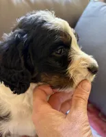 Autumn, a female Bernedoodle for sale in Juliette, GA – 5 of 9