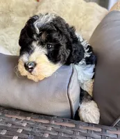 Maple, a female Bernedoodle for sale in Juliette, GA – 9 of 10