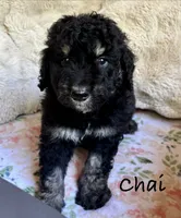 Chai, a male Bernedoodle for sale in Juliette, GA – 7 of 8