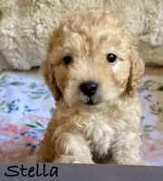 Stella, a female Cockapoo for sale in Juliette, GA – 9 of 9