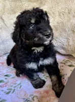 Chai, a male Bernedoodle for sale in Juliette, GA – 2 of 8