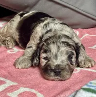 Blazer, a male Cockapoo for sale in Juliette, GA – 2 of 8