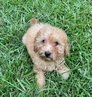 Dallas, a female Cavapoo for sale in Juliette, GA – 3 of 8