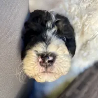 Maple, a female Bernedoodle for sale in Juliette, GA – 2 of 10
