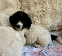 Bonnie, a female Bernedoodle for sale in Juliette, GA – 7 of 8
