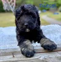 Diesel, a male Bernedoodle for sale in Juliette, GA – 4 of 7