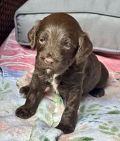 Wrangler, a male Cockapoo for sale in Juliette, GA – 9 of 9