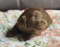 Bentley, a female Cockapoo for sale in Juliette, GA – 3 of 9