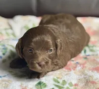 Bentley, a female Cockapoo for sale in Juliette, GA – 2 of 9