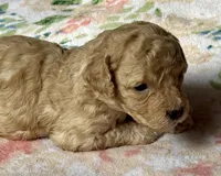 Stella, a female Cockapoo for sale in Juliette, GA – 5 of 9