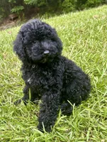 Bristol, a male Cavapoo for sale in Juliette, GA – 2 of 7