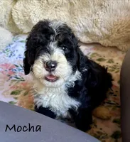 Maple, a female Bernedoodle for sale in Juliette, GA – 10 of 10