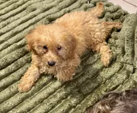 Dallas, a female Cavapoo for sale in Juliette, GA – 4 of 8