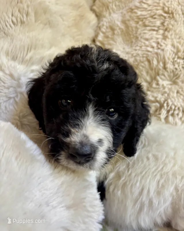 Bonnie – Bernedoodle puppy for sale in Juliette, GA