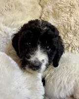 Bonnie, a female Bernedoodle for sale in Juliette, GA – 1 of 8