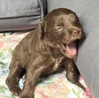 Bentley, a female Cockapoo for sale in Juliette, GA – 6 of 9