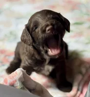 Wrangler, a male Cockapoo for sale in Juliette, GA – 5 of 9