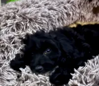 Bristol, a male Cavapoo for sale in Juliette, GA – 3 of 7