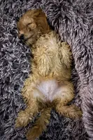 Dallas, a female Cavapoo for sale in Juliette, GA – 5 of 8