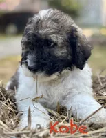 Koby, a male Bernedoodle for sale in Juliette, GA – 7 of 9