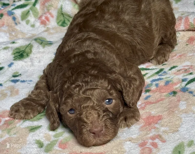 Maserati (Mazzy) – Cockapoo puppy for sale in Juliette, GA