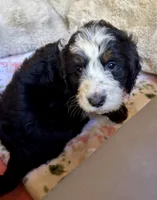 Autumn, a female Bernedoodle for sale in Juliette, GA – 8 of 9