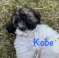 Koby, a male Bernedoodle for sale in Juliette, GA – 2 of 9