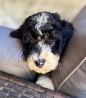 Maple, a female Bernedoodle for sale in Juliette, GA – 7 of 10