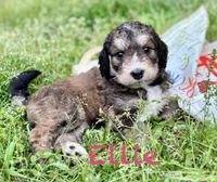 Ellie, a female Bernedoodle for sale in Juliette, GA – 8 of 9