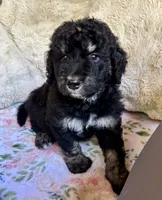 Chai, a male Bernedoodle for sale in Juliette, GA – 3 of 8