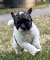 Koby, a male Bernedoodle for sale in Juliette, GA – 3 of 9