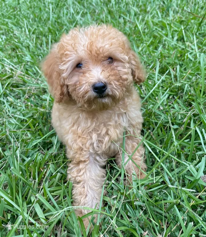Dallas – Cavapoo puppy for sale in Juliette, GA