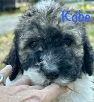 Koby, a male Bernedoodle for sale in Juliette, GA – 6 of 9