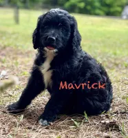 Maverick, a male Bernedoodle for sale in Juliette, GA – 2 of 8