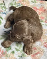 Bentley, a female Cockapoo for sale in Juliette, GA – 8 of 9