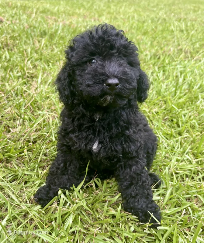 Bristol – Cavapoo puppy for sale in Juliette, GA