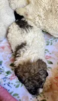 Nutmeg, a female Bernedoodle for sale in Juliette, GA – 9 of 10