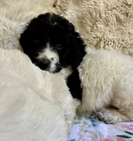 Bonnie, a female Bernedoodle for sale in Juliette, GA – 6 of 8