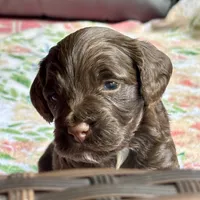 Wrangler, a male Cockapoo for sale in Juliette, GA – 7 of 9