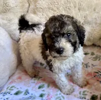 Nutmeg, a female Bernedoodle for sale in Juliette, GA – 3 of 10