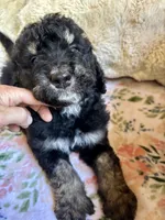 Chai, a male Bernedoodle for sale in Juliette, GA – 8 of 8