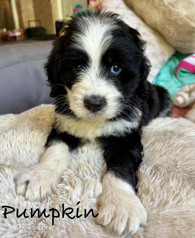 Pumpkin – Bernedoodle puppy for sale in Juliette, GA