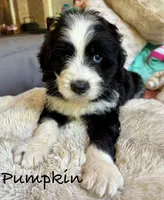 Pumpkin, a male Bernedoodle for sale in Juliette, GA – 1 of 10