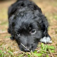 Maverick, a male Bernedoodle for sale in Juliette, GA – 4 of 8